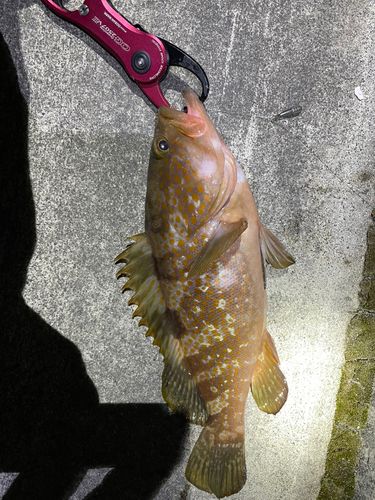アコウの釣果