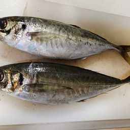 アジ