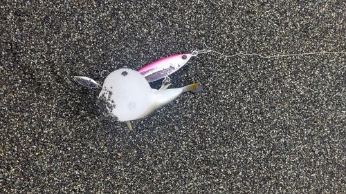 クサフグの釣果