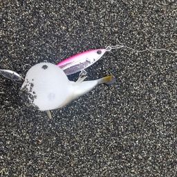 クサフグ