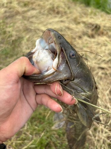 マナマズの釣果