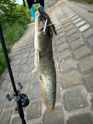 ナマズの釣果