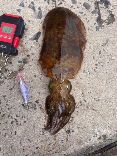 アオリイカの釣果