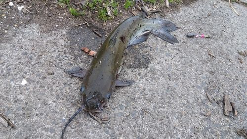 アメリカナマズの釣果