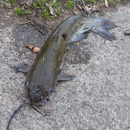 アメリカナマズ