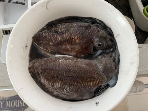 コウイカの釣果