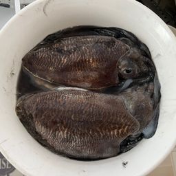 コウイカ