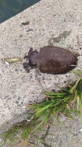 シリヤケイカの釣果