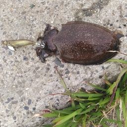 シリヤケイカ