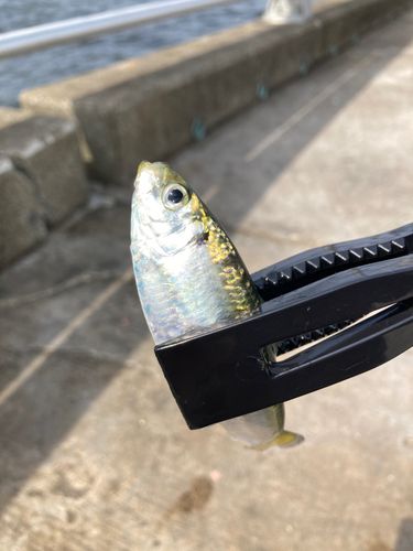 サッパの釣果