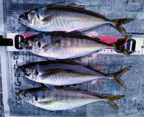 アジの釣果