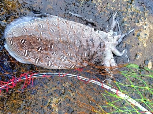 モンゴウイカの釣果