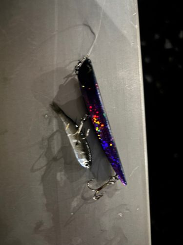 カタクチイワシの釣果