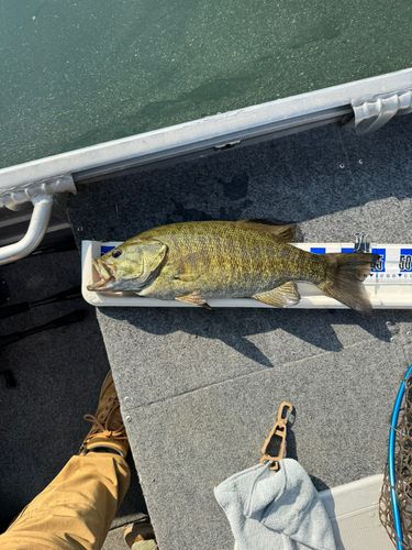 スモールマウスバスの釣果