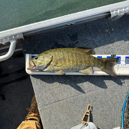 スモールマウスバス