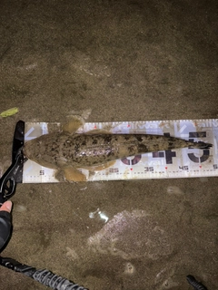マゴチの釣果