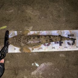 マゴチ