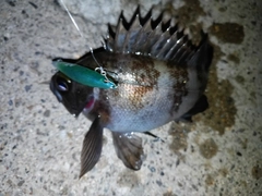 メバルの釣果