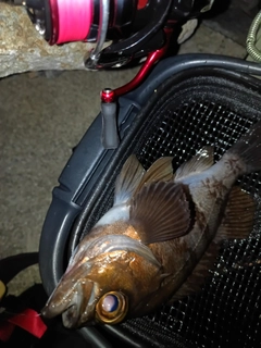 メバルの釣果