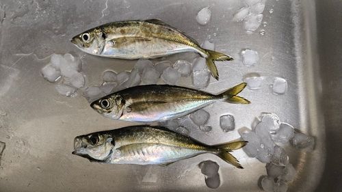 マアジの釣果