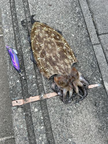 コウイカの釣果