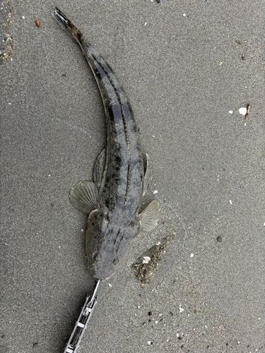 マゴチの釣果