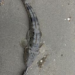 マゴチ