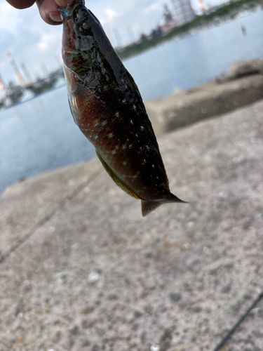 ホシササノハベラの釣果