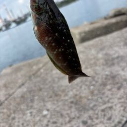 ホシササノハベラ