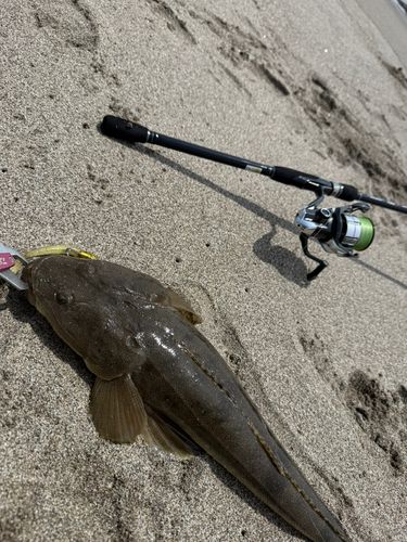 マゴチの釣果
