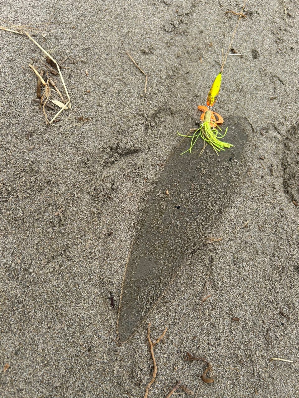 シタビラメ