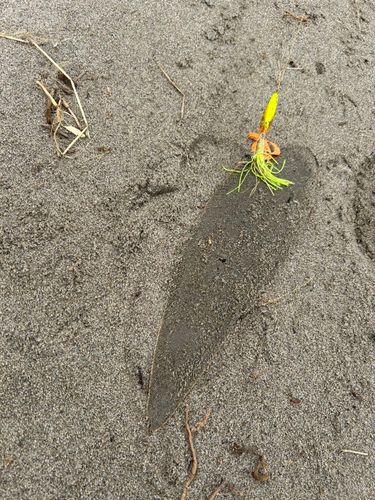 シタビラメの釣果
