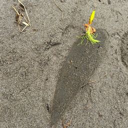 シタビラメ