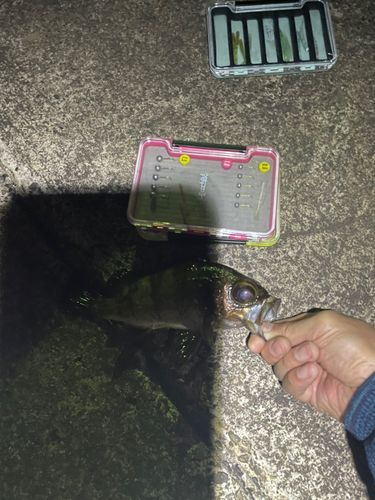メバル