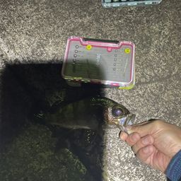 メバル