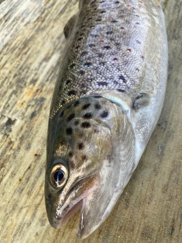 トラウトの釣果