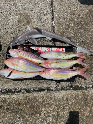 イトヨリダイの釣果