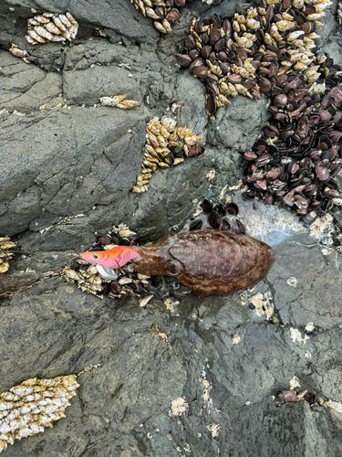 コウイカの釣果