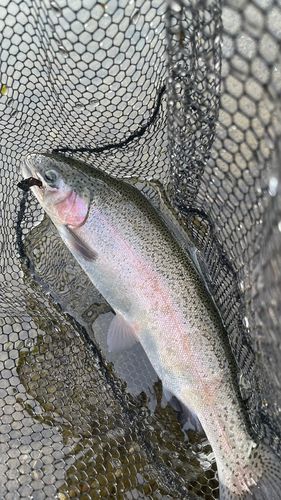 ニジマスの釣果