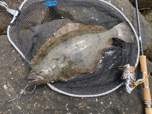 ヒラメの釣果