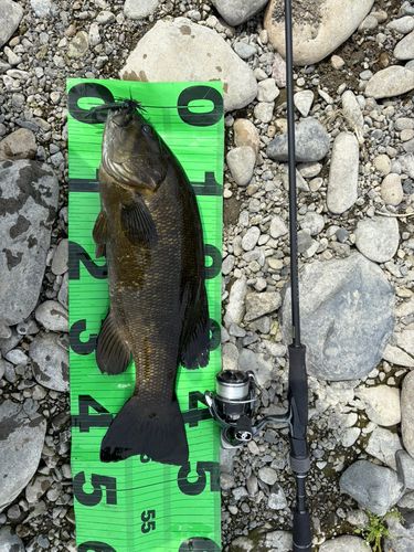 スモールマウスバスの釣果