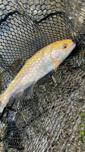 ニジマスの釣果