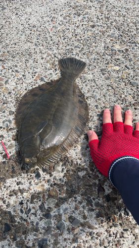 クロガシラガレイの釣果
