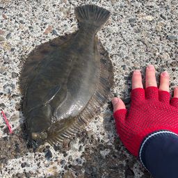 クロガシラガレイ