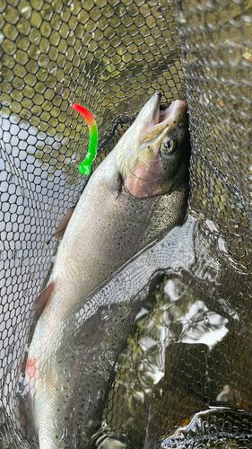 ニジマスの釣果