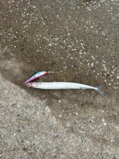オキザヨリの釣果
