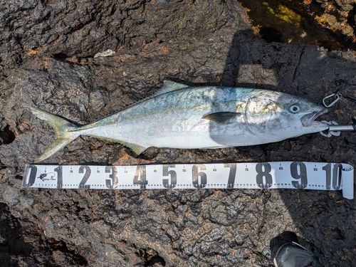ブリの釣果