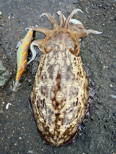 コウイカの釣果