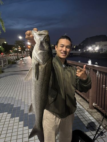 スズキの釣果