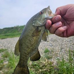 スモールマウスバス